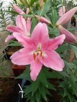 [5330 Apogee VH No01.JPG]